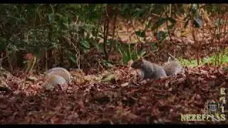4K DUNGANNON SQUIRRELS, Part 7. Northern Ireland, January 19, 2019