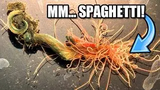 Spaghetti Worm Facts: a WORM that looks like SPAGHETTI