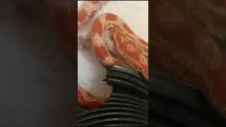 Кормление маисового полоза. Маисовый полоз
