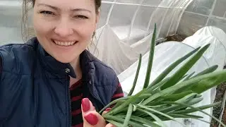 ВЛОГ | ПОКУПКИ В ЛЕРУА МЕРЛЕН ДЛЯ ДАЧИ | ОБРАБАТЫВАЮ РОЗЫ ВЕСНОЙ | семейный влог