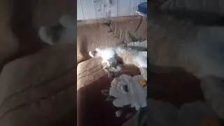 Когда после Нового года