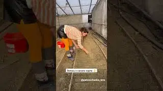 Сею как бабушка научила 🤗 