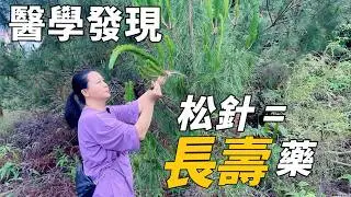松針，被嚴重低估的天然長壽草，這3個超強能力 | 助眠 | 降三高 | 益壽，你知道嗎？｜help you live a longer and healthier life