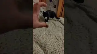 Почему рука бесит кота 😳 #shorts