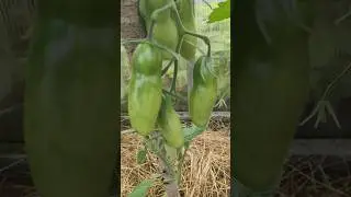 Профилактика вершинной гнили на томатах #томаты #дачныйлайфхак #мойогород #теплица