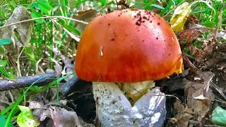 Amanita Caesarea por el pais vasco 2018