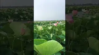 Долина лотосов на Таманском полуострове