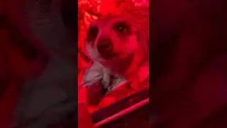 Спокойной ночи ☺️#сурикат #животные #animals