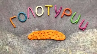Голоту́рии, морские кубышки или огурцы. Holothuroidea. Пластилиновый познавательный мультфильм