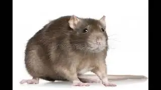 Rats Edited to the Wii Shop Menu Theme