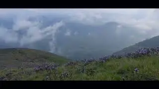 The Majestic Blooms of Neelakurinji   A Visual Treat   Kerala Tourism #DreamDestinations