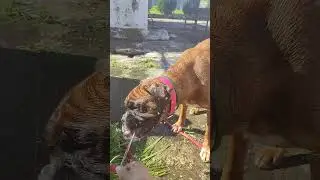 Харлюша против воды. Немецкий боксёр в Батуми