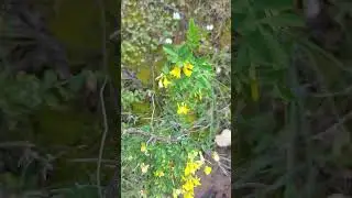 Ботанический гид по окресностям Карахаита