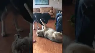 coyote vs dog #coyote #coyoteweavethecoyote #dogs