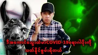 Lamaဆိုတဲ့အကောင်လူ့အသက်ကယ်နိုမှာလား?oxegen မလိုတဲ့သတ္တဝါတွေ့ရှိ!
