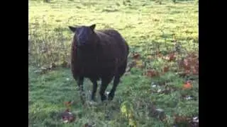 Onze landschapstuin t Struweel dec 13