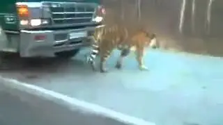 Тигр на дорогах России