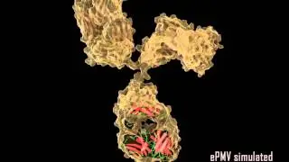 Immunoglobulin G simulaion
