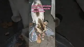 Doa kucing utk pemilik nya / yang selalu berbaik kepada kucing