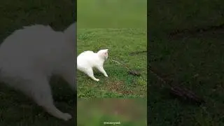 Cat in action⚡