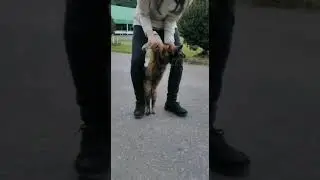 This Is Real Cat Walk!!!