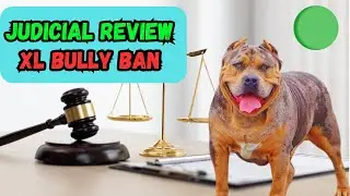 Judicial Review XL Bully Ban What You Need To Know!