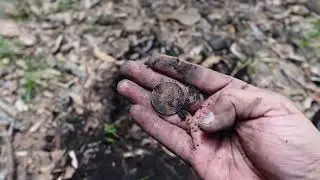 Tesoro en el CAMINO de la HACIENDA 