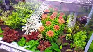 #Aquascape #DutchStyle