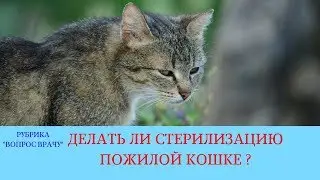 02.03.18 Стерилизация кошки в возрасте 10 лет