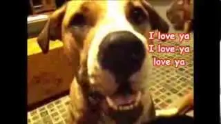 Talking Dog Talking Dogs Talking like humans, Moe says i love you momma