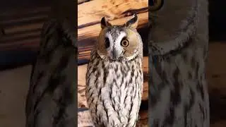 Зачарованные глазки 😍 