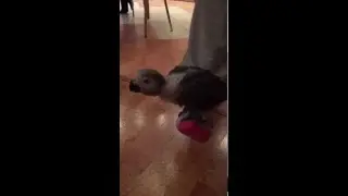 Птенец 2 месячный жако Яша