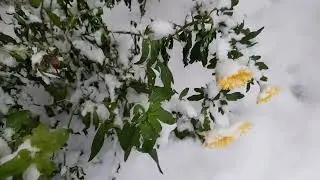 Прошлогодний снег