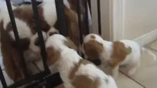 Cavalier King Charles Spaniel Kisses