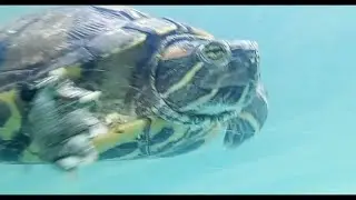 Tartarugas aquário parte 1