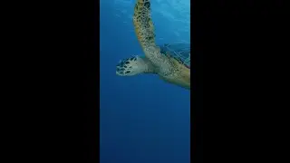 An Underwater Mountain?