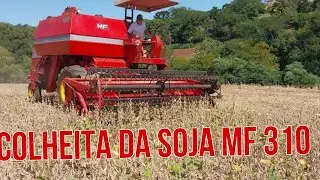 Colheita da Soja MF 310!Começando a Colher