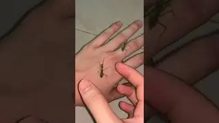 KASIH MAKAN ALIEN HIJAU PELIHARAANKU PAKAI ULAT!? MAU GAK YA?