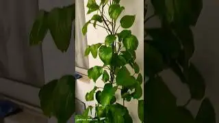 My indoor Plant Collection | Top 2 Best Indoor Plants - Easy to Grow Indoor Plants |Indoor plants🌱