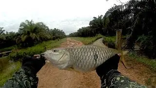 GILA!! MANCING IKAN HAMPALA DI AIR DANGKAL GAK NYANGKA DAPET SEBESAR INI!!
