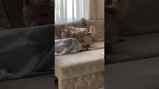 Прогоняет змей 