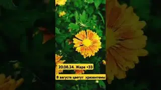 В августе цветут хризантемы!!!