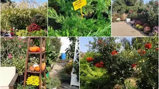 Крым 2023 Заехали в питомник растений в Судаке.Краткий обзор.Покупки. (ч.13)