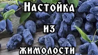 Домашняя настойка из жимолости. Без сахара.