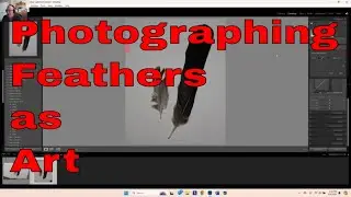 Capturing The Beauty Of Feathers: Photography Tips And Tricks