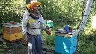 Отбираю мед сокращаю всех в 2 корпуса.