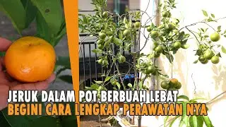 How to grow oranges in pots quickly bear fruit