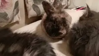 Свой среди чужих.
