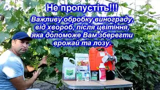 Обробка винограду після цвітіння 2022
