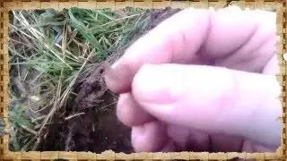 Silver & More Wet Winston. Metal Detecting Makro Racer